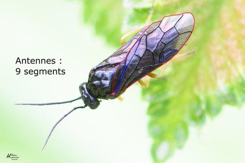 Réf. 295 676 : Priophorus rufipes